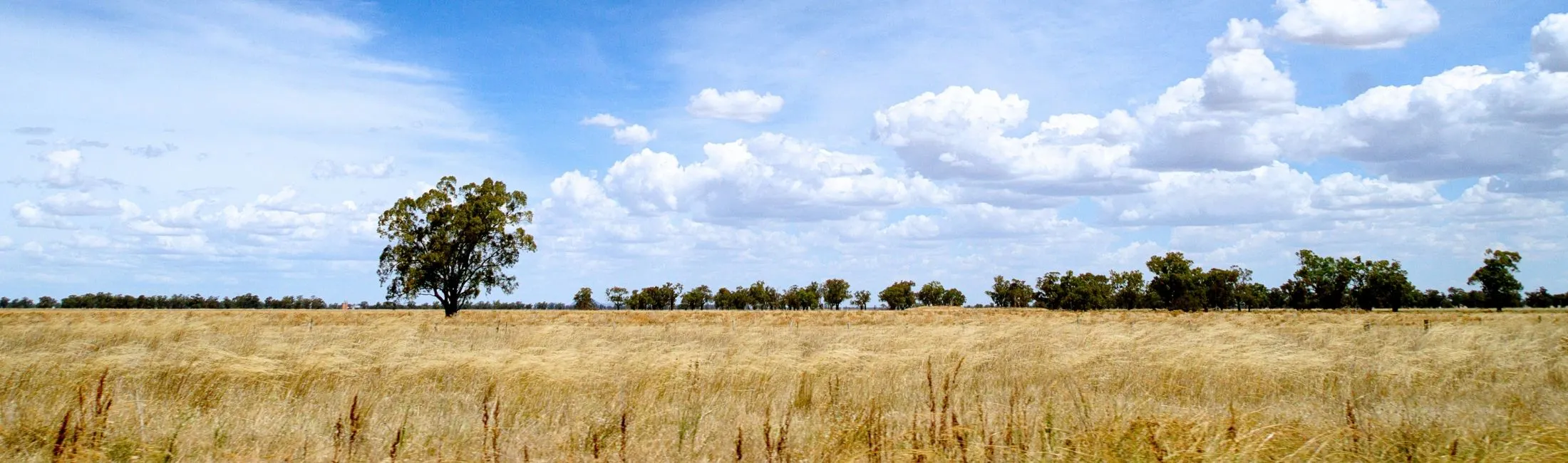 Regional Australia Bank Bingara branch